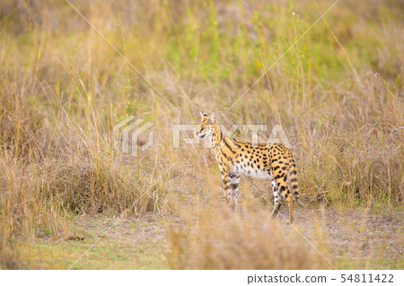 Wild serval looking after prey in Serengeti 54811422