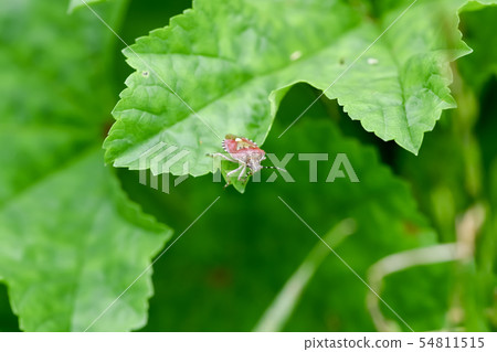 Bee whale bug 54811515