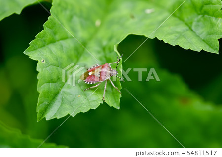 Bee whale bug 54811517