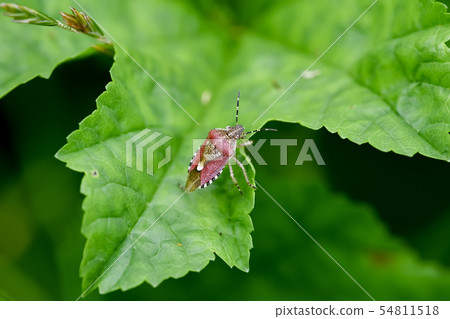 Bee whale bug Bee whale bug 54811518