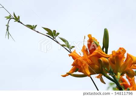 在satoyama盛開的綻放 在satoyama盛開的綻放 54811796