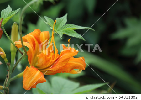 在satoyama盛開的綻放 在satoyama盛開的綻放 54811802