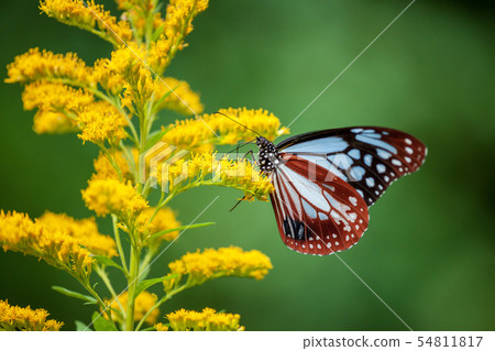 Asagi madara 54811817