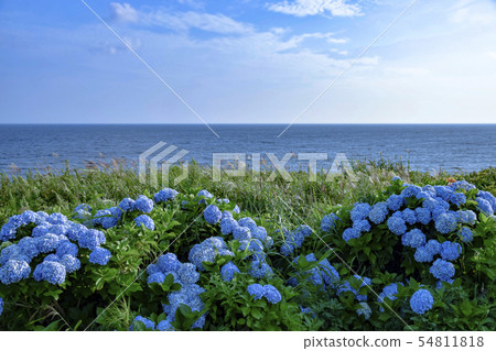 Seaside hydrangea 54811818