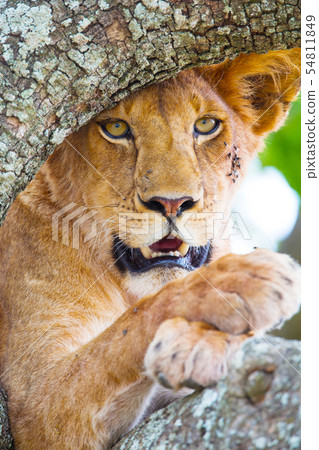 Close up of a beautiful lion with wild eyes resting in tree Close up of a beautiful lion with wild eyes resting in tree 54811849