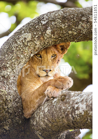 Close-up of lion with wild eyes resting in tree Close-up of lion with wild eyes resting in tree 54811851