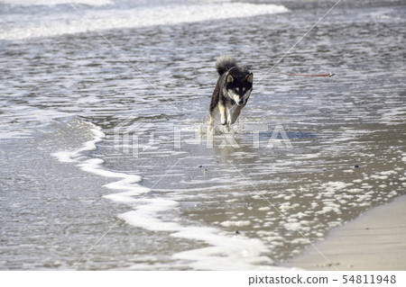 沿著水面奔跑的烏木 54811948