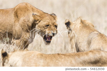 Angry wild lion in Africa Angry wild lion in Africa 54812030