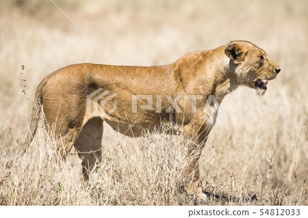 Wild lion looking after prey in Serengeti 54812033