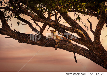 Leopard rests in a tree at sunset Leopard rests in a tree at sunset 54812128