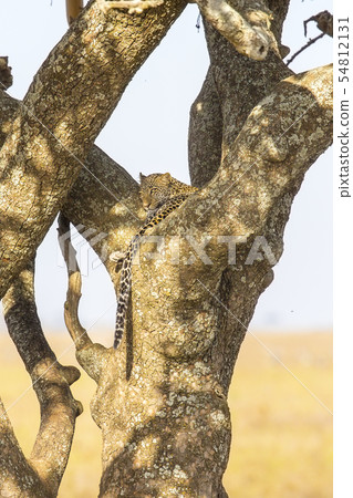 Leopard rests in a tree after meal Leopard rests in a tree after meal 54812131