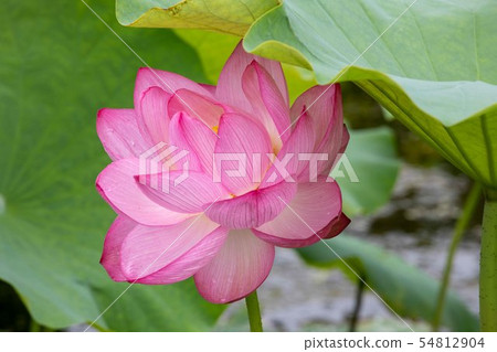 蓮花 蓮花 54812904