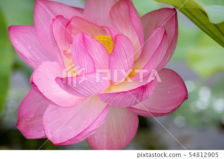 蓮花 蓮花 54812905