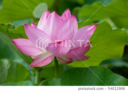 蓮花 蓮花 54812906