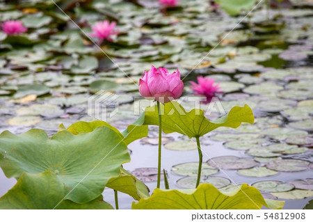 蓮花 蓮花 54812908