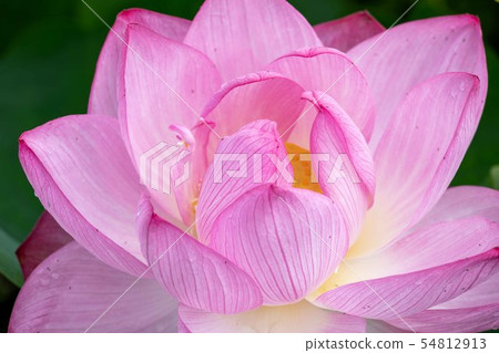Lotus flower Lotus flower 54812913