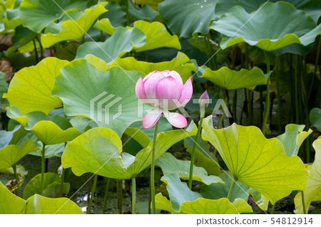 Lotus flower Lotus flower 54812914