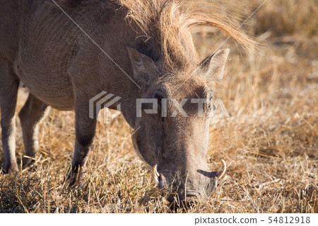 animal, warthog, wildlife 54812918