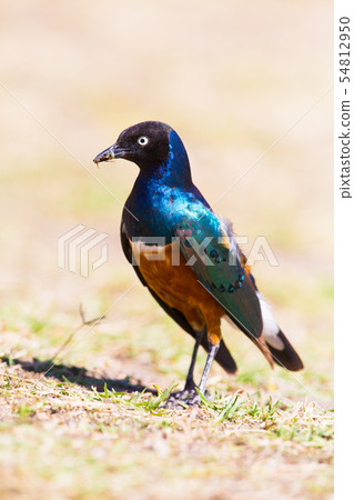 Superb Starling, bird, wild animal 54812950