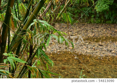 河邊的竹林 河邊的竹林 54813090