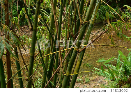 Bamboo forest on the riverside Bamboo forest on the riverside 54813092