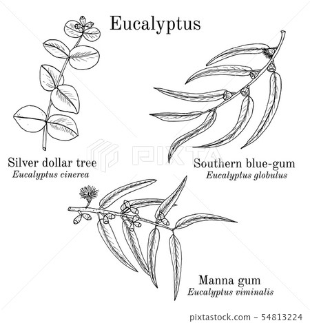 Silver dollar tree, manna gum and southern blue-gum eucalyptus set 54813224