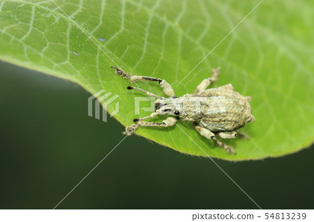 Shiloh玉米棒象鼻蟲 54813239