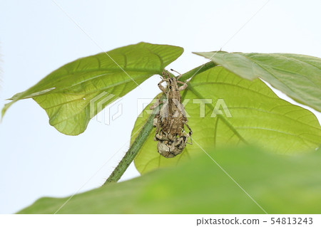 Shiloh玉米棒象鼻蟲 54813243