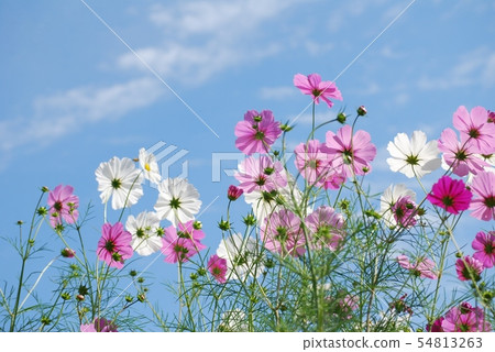 Cosmos of Wenji Temple 54813263