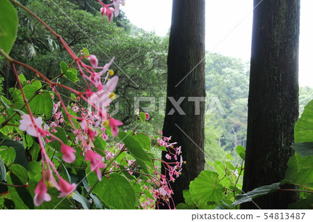 Tsukakoshi的Akikai通行證 54813487