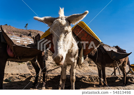 Ethiopia, Axum, donkeys in the ruins of the baths of the Queen of Saba Ethiopia, Axum, donkeys in the ruins of the baths of the Queen of Saba 54813498