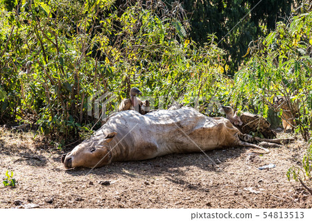 Griffon Vulture Gyps fulvus eating a dead cow in Ethiopia Griffon Vulture Gyps fulvus eating a dead cow in Ethiopia 54813513