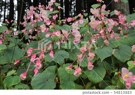 Tsukakoshi的Akikai通行證 Tsukakoshi的Akikai通行證 54813883