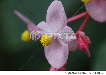 Tsukakoshi的Akikai通行證 54814017