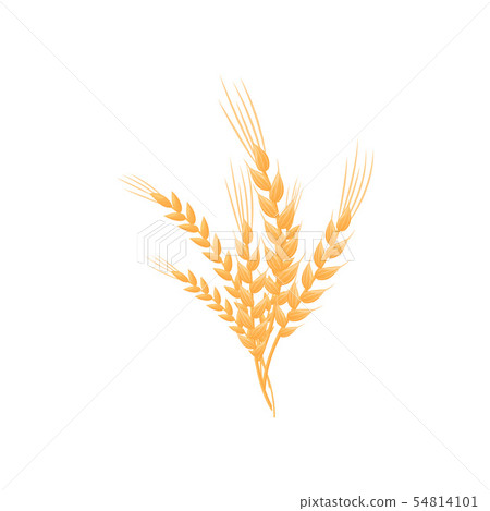 Bouquet of cornice bushes. Vector illustration on white background. 54814101