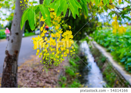 Taiwan Tainan White River Abtle and Rice Field Asia, Taiwan, Tainan White River Flowe Taiwan Tainan White River Abtle and Rice Field Asia, Taiwan, Tainan White River Flowe 54814166