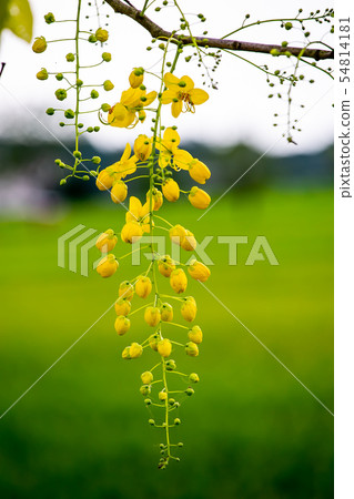 臺灣臺南白河阿勃勒及稻田Asia, Taiwan,Tainan White River Flowe 54814181