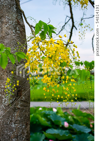Taiwan Tainan White River Abtle and Rice Field Asia, Taiwan, Tainan White River Flowe 54814191