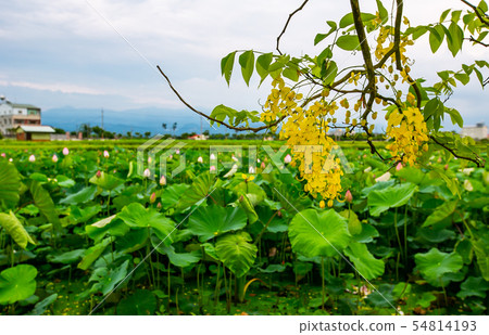 Taiwan Tainan White River Abtle and Rice Field Asia, Taiwan, Tainan White River Flowe 54814193