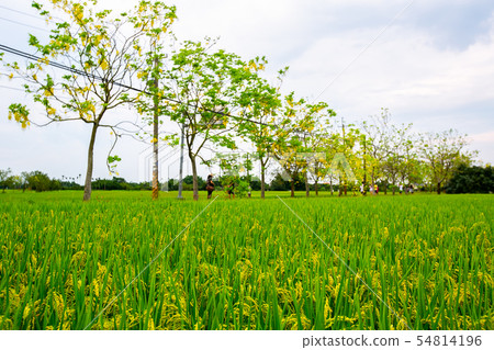臺灣臺南白河阿勃勒及稻田Asia, Taiwan,Tainan White River Flowe 54814196
