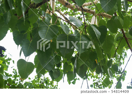 Pho leaf for background Pho leaf for background 54814409