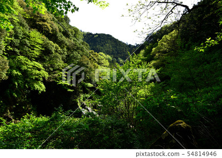 奧多摩的Hatonosu山谷 54814946