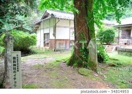 愛神梅神社的銀杏 愛神梅神社的銀杏 54814953