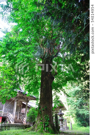愛神梅神社的銀杏 愛神梅神社的銀杏 54814954