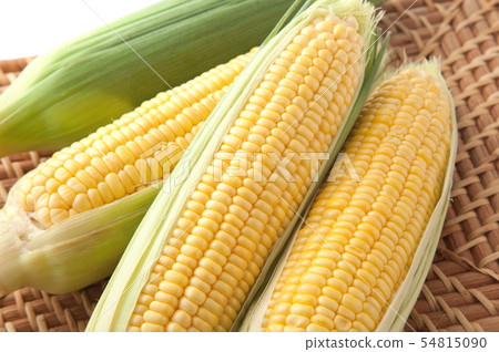 玉米 54815090