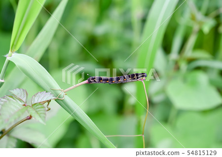 Caterpillar larva 54815129