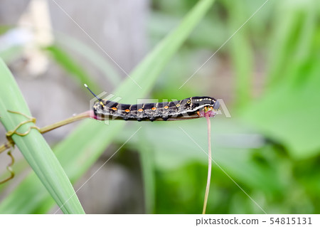 Caterpillar larva Caterpillar larva 54815131