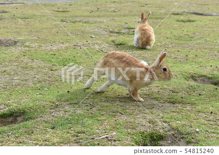 Bouncing rabbit 54815240