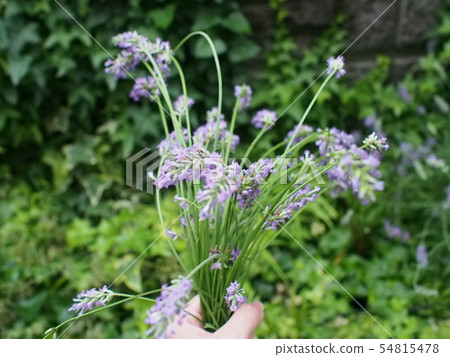 Homemade lavender 54815478