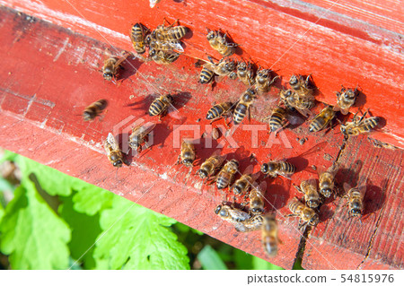 Swarming bees at the entrance of old beehive in Swarming bees at the entrance of old beehive in 54815976